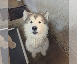 Alaskan Malamute Dogs for adoption in El Centro, CA, USA