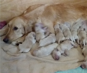 Mother of the Golden Retriever puppies born on 12/31/2021