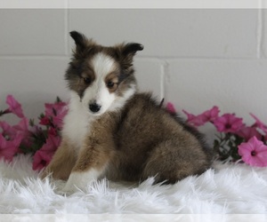 Shetland Sheepdog Puppy for sale in BALTIC, OH, USA