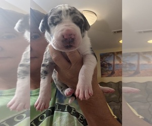 Great Dane Puppy for Sale in CLANTON, Alabama USA