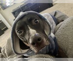Small Photo #3 American Pit Bull Terrier-Unknown Mix Puppy For Sale in Chandler, AZ, USA
