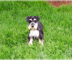 Small #8 Schnauzer (Miniature)