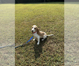 Beagle Puppy for Sale in WOODBRIDGE, Virginia USA