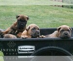 Small #1 Cane Corso