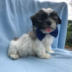 Shorkie Tzu Puppy for sale in EAST EARL, PA, USA