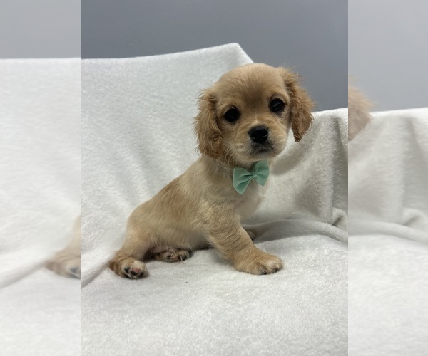 Medium Photo #1 Cavapoo-Shih Tzu Mix Puppy For Sale in RANDOLPH, MA, USA