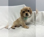Image preview for Ad Listing. Nickname: Manny