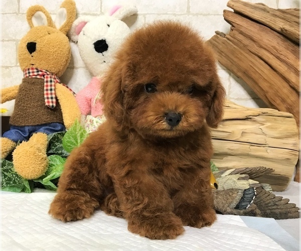 Medium Photo #3 Poodle (Toy) Puppy For Sale in SEATTLE, WA, USA