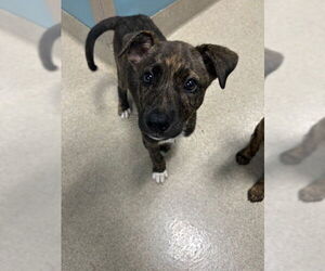 Plott Hound Dogs for adoption in Newton, NC, USA