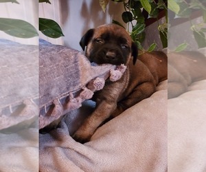Mastiff Puppy for Sale in ELK, Washington USA