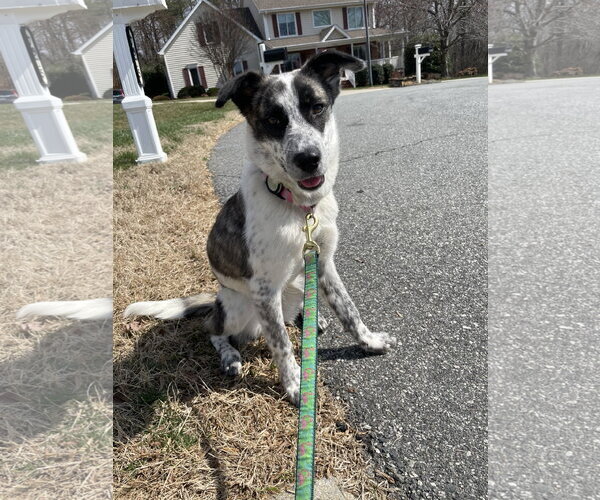 Medium Photo #5 Mutt Puppy For Sale in Holly Springs, NC, USA
