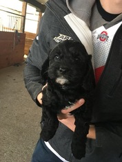 Cavapoo Puppy for sale in STAMFORD, CT, USA