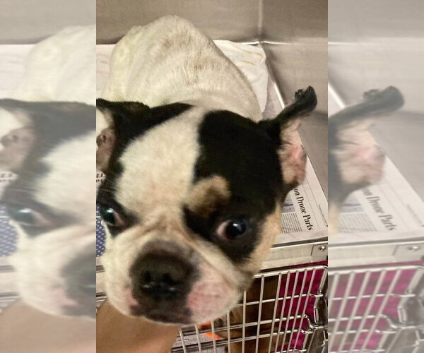 Medium Photo #3 Boston Terrier-Unknown Mix Puppy For Sale in New York, NY, USA