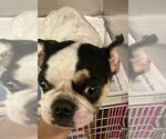 Small Photo #3 Boston Terrier-Unknown Mix Puppy For Sale in New York, NY, USA