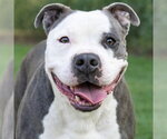 Small #32 American Staffordshire Terrier Mix