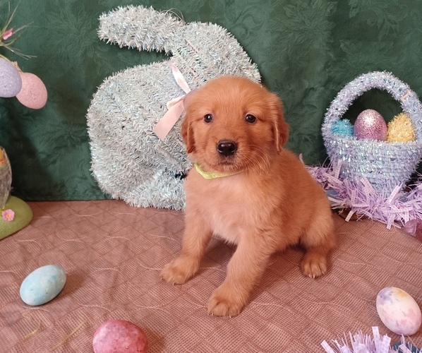 Medium Photo #17 Golden Retriever Puppy For Sale in EARLY BRANCH, SC, USA