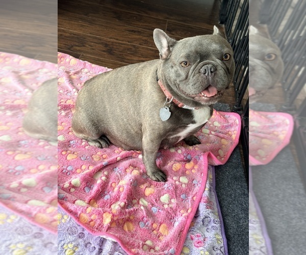 Medium Photo #1 French Bulldog Puppy For Sale in WESLEY CHAPEL, FL, USA