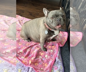 Mother of the French Bulldog puppies born on 08/25/2026