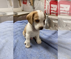 Beagle Puppy for sale in SCIPIO, IN, USA