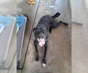 Labrador Retriever-Unknown Mix Dogs for adoption in Chula Vista, CA, USA