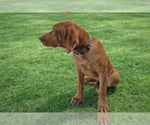 Small #1 Rhodesian Ridgeback