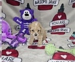 Puppy Nina Poodle (Toy)
