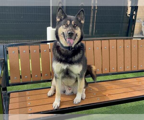 Medium Photo #3 Gerberian Shepsky Puppy For Sale in Orange, CA, USA