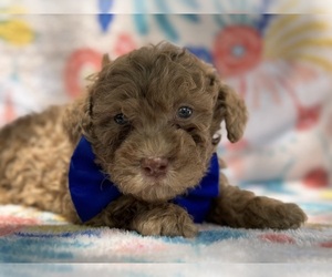 Springerdoodle Dog for Adoption in LANCASTER, Pennsylvania USA