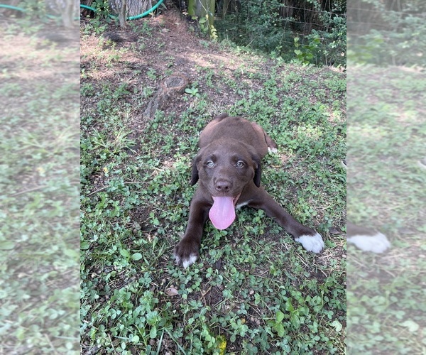 Medium Photo #6 Lab-Pointer Puppy For Sale in PELZER, SC, USA
