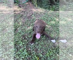 Small #5 Lab-Pointer