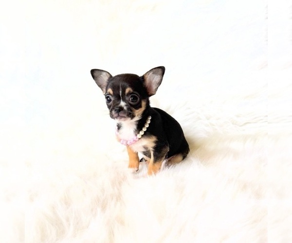 Medium Photo #1 Chihuahua Puppy For Sale in SACRAMENTO, CA, USA
