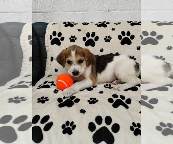 Medium Photo #2 Beagle Puppy For Sale in York, SC, USA