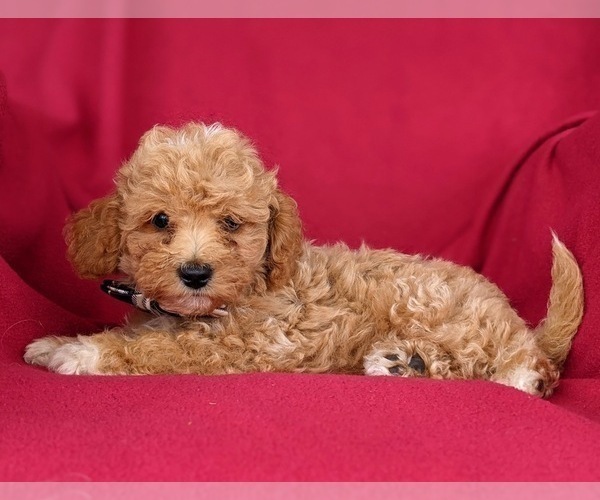 Medium Photo #6 Poodle (Miniature) Puppy For Sale in HOLTWOOD, PA, USA
