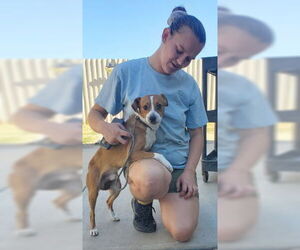 Parson Russell Terrier-Unknown Mix Dogs for adoption in Ventura, CA, USA