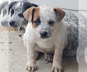 Australian Cattle Dog-Azores Cattle Dog Mix Puppy for sale in DULUTH, MN, USA
