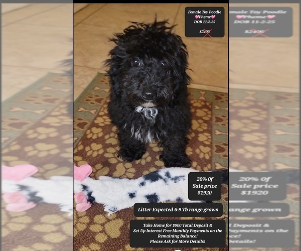 Medium Photo #1 Poodle (Toy) Puppy For Sale in TUCSON, AZ, USA