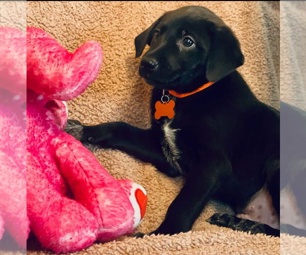 Medium Photo #2 Labrador Retriever-Unknown Mix Puppy For Sale in Rockaway, NJ, USA