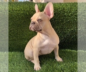French Bulldog Puppy for Sale in HENDERSON, Nevada USA