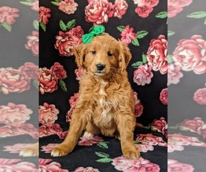 Double Doodle Puppy for sale in NOTTINGHAM, PA, USA