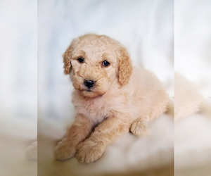 Goldendoodle (Miniature) Puppy for sale in APOPKA, FL, USA