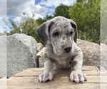 Small #2 Great Dane