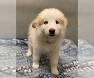 Siberian Husky-Unknown Mix Dogs for adoption in Lee's Summit, MO, USA