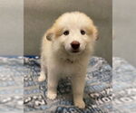 Small Siberian Husky Mix