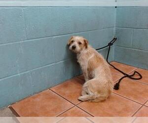 Mutt Dogs for adoption in Downey, CA, USA