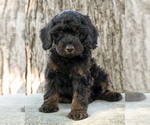 Puppy Dusty Cavapoo (Miniature)-Goldendoodle Mix