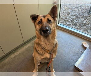 German Shepherd Dog Dogs for adoption in Tavares, FL, USA