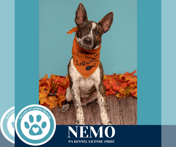 Medium Photo #9 Mutt Puppy For Sale in Kimberton, PA, USA