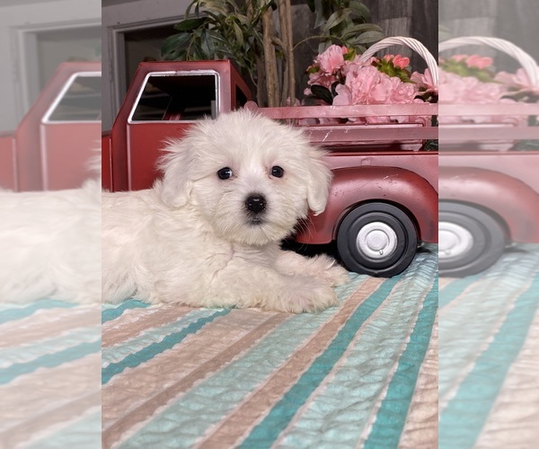 Medium Photo #7 Havaton Puppy For Sale in CANOGA, NY, USA