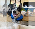 Small Photo #3 Mutt Puppy For Sale in Chandler, AZ, USA