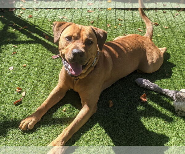 Medium Photo #41 Labrador Retriever-Unknown Mix Puppy For Sale in Pompano Beach , FL, USA